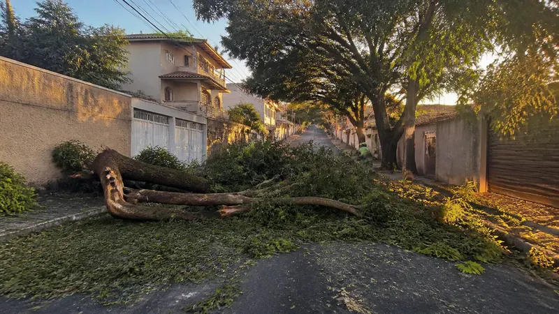Árvore cai sobre carro com quatro ocupantes na Pampulha; ninguém se feriu