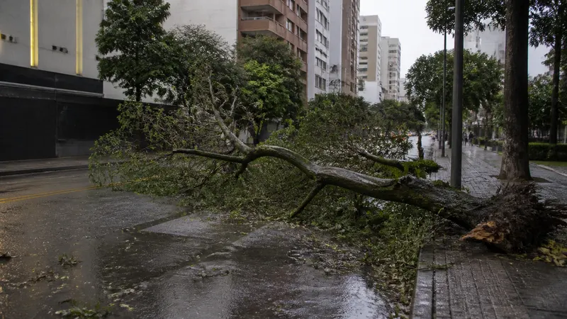 Árvore caída ocupa faixa da avenida do Contorno, no bairro Lourdes, em BH