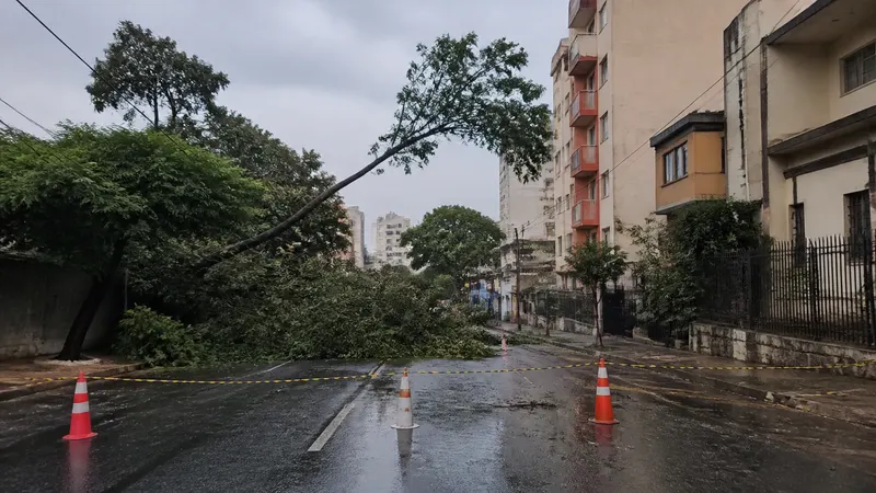 Avenida do Contorno tem trecho interditado após queda de árvore sobre fiação