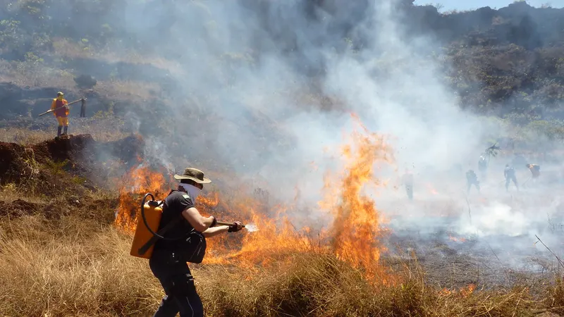 BH abre inscrições para palestra online sobre fauna após incêndios florestais