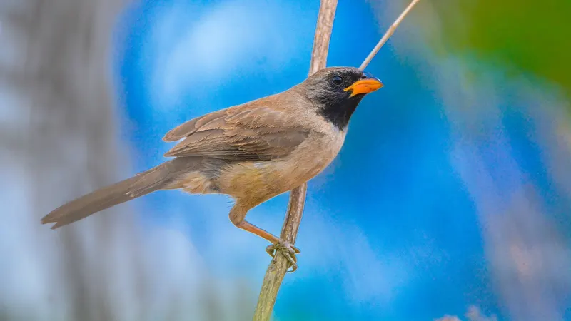 BH terá trilhas guiadas de observação de aves em oito parques no sábado