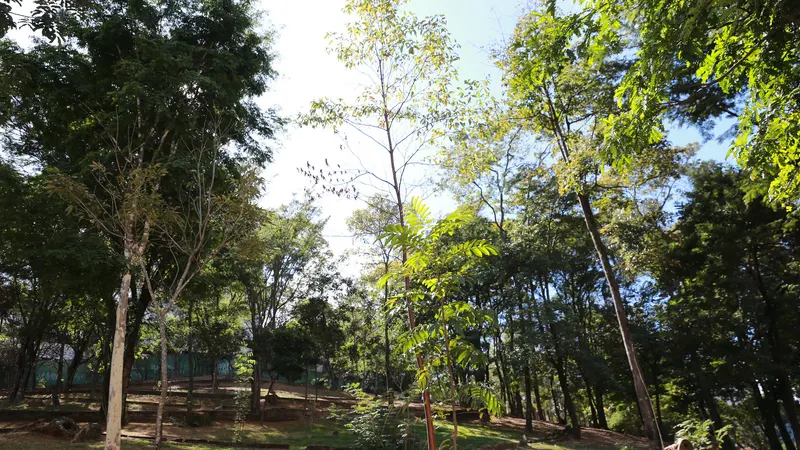 Câmara debate inventário de arborização urbana de BH em audiência pública
