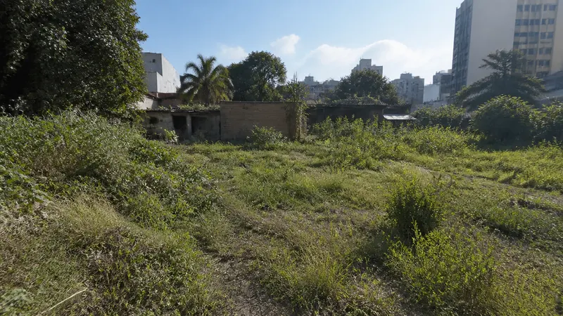 Força-tarefa captura gatos em terreno no Barro Preto para castração e adoção