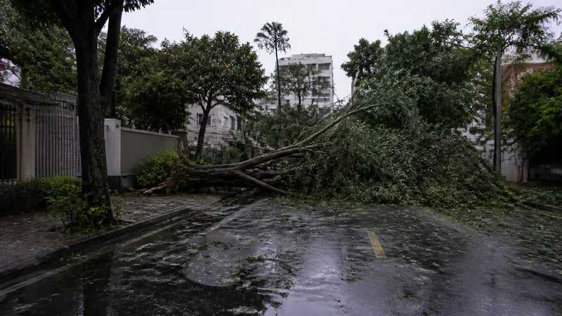 Grande BH registra 64 quedas de árvores em 24 horas após temporal