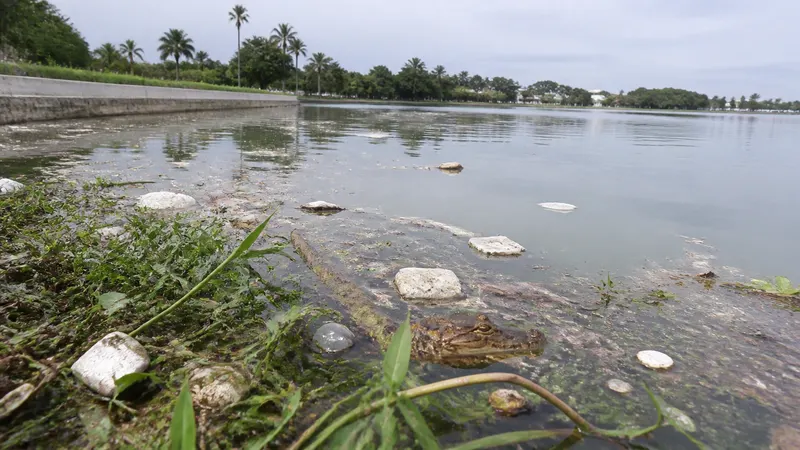 Jacaré é visto entre lixo na Lagoa da Pampulha após chuvas em BH