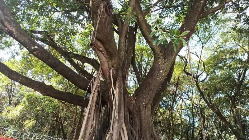 Parque Alexander Brandt tem trilha interpretativa gratuita neste sábado em Venda Nova
