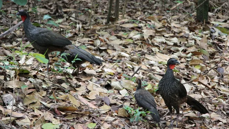 Parque das Mangabeiras recebe 8ª edição do Avistavis neste sábado (17)