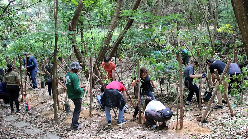 Parque Fernando Sabino recebe plantio de 2.114 árvores em parceria entre PBH e BDMG