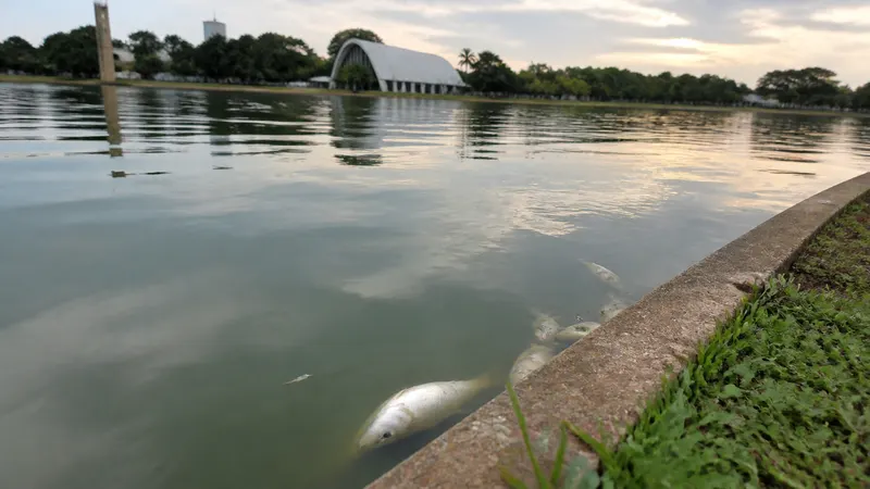 Peixes mortos são recolhidos na Lagoa da Pampulha; causas são investigadas