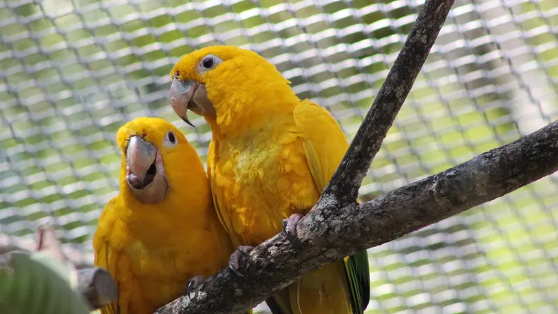 Semana das Crianças tem programação especial no Zoológico de BH