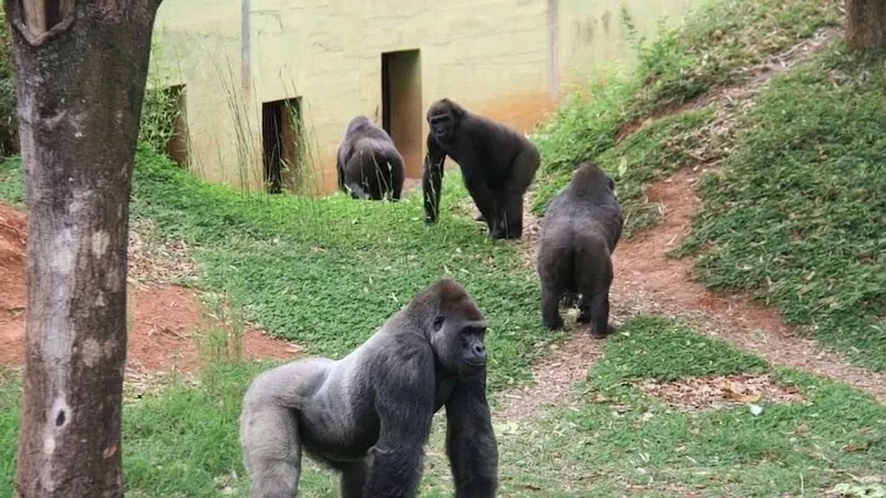 Zoo de BH celebra Dia Mundial do Gorila com atividade sobre a espécie neste fim de semana