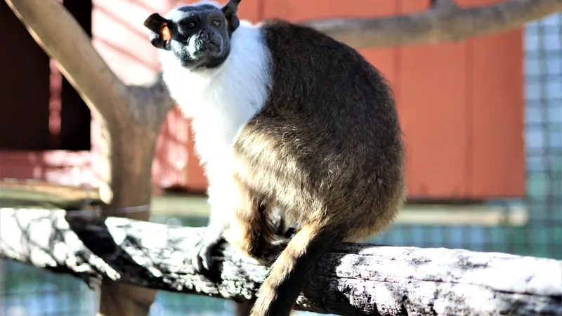 Zoo de BH promove Encontro com Sauim-de-coleira neste sábado (24)