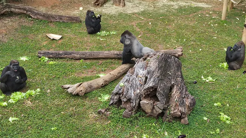 Zoo de BH tem atividade educativa gratuita no Dia Mundial do Gorila nesta quinta