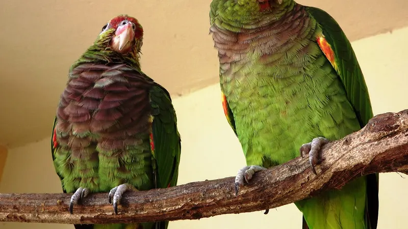 Zoo de BH tem atividade sobre papagaios neste sábado (3)