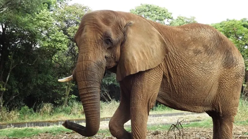 Zoo de BH tem enriquecimento nutricional e ambiental na Semana das Crianças